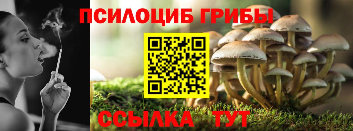 Галлюциногенные грибы Psilocybe  Галлюциногенные грибы Psilocybe  Новозыбков  Вход с VPN 